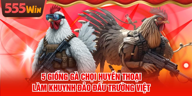 5 Giống Gà Chọi Huyền Thoại Làm Khuynh Đảo Đấu Trường Việt
