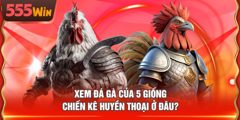 Xem đá gà của 5 giống chiến kê huyền thoại ở đâu?
